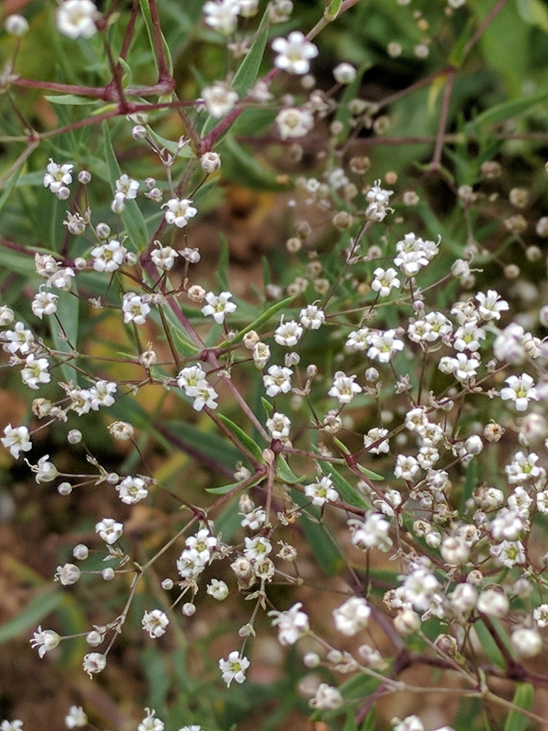 Baby's Breath (Noxious Weeds of Colorado) · iNaturalist