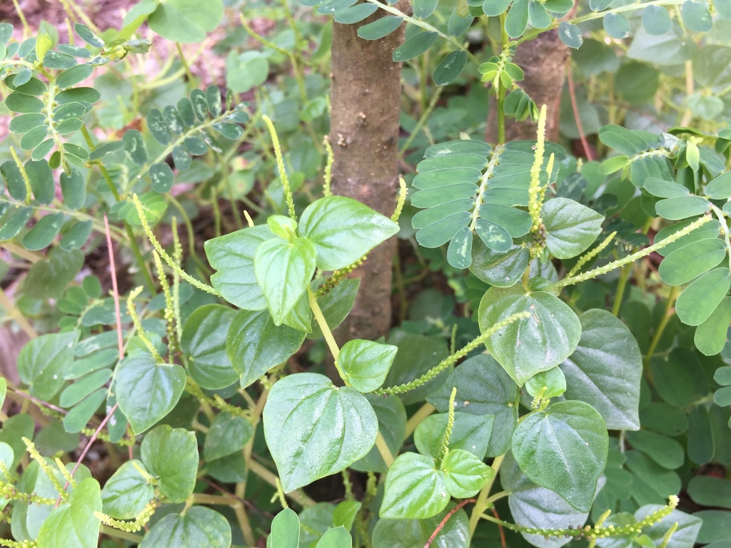 Pepper elder (Wildflower and Weeds of Singapore) · iNaturalist