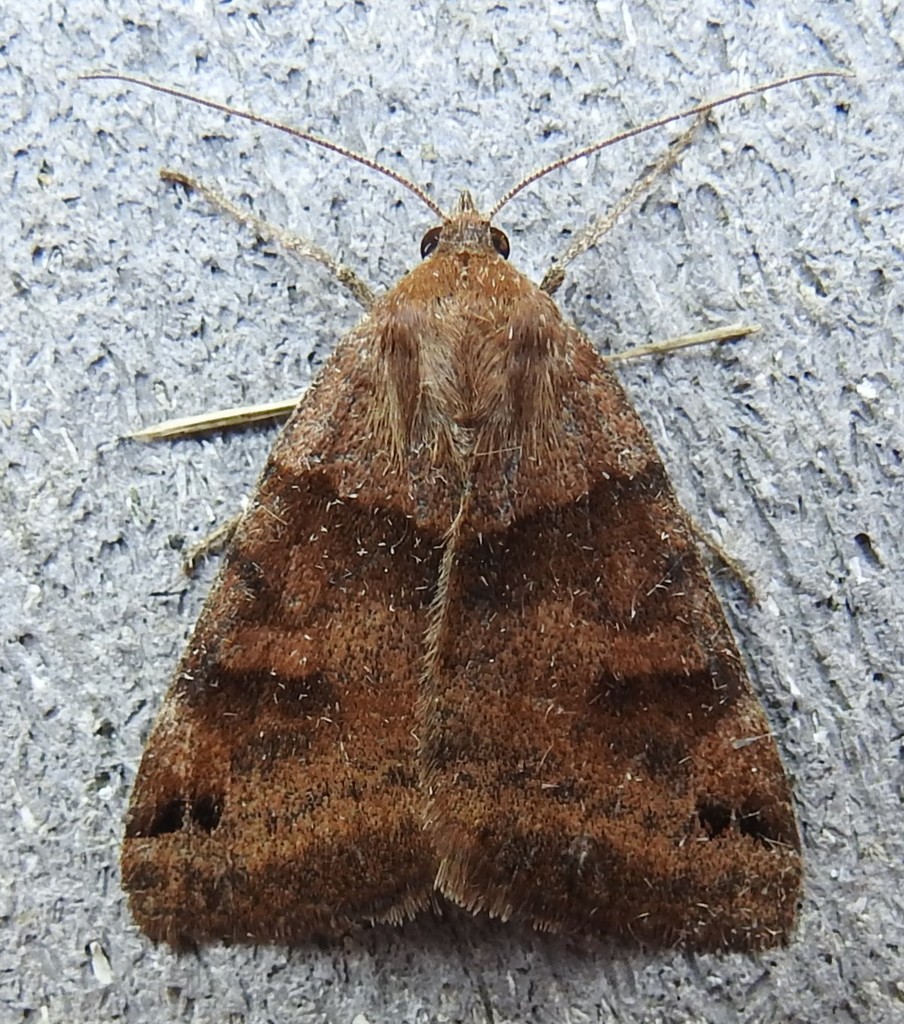 Clover Looper Moth (Moths and Butterflies of Jug Bay Wetlands Sanctuary