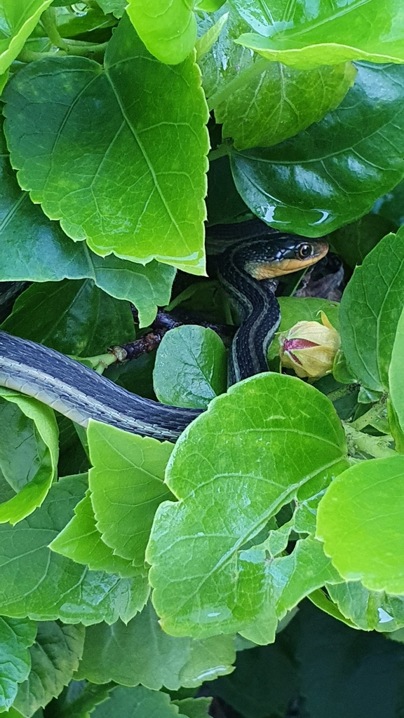 Culebra acuática centroamericana en septiembre 2020 por Tonny Rios