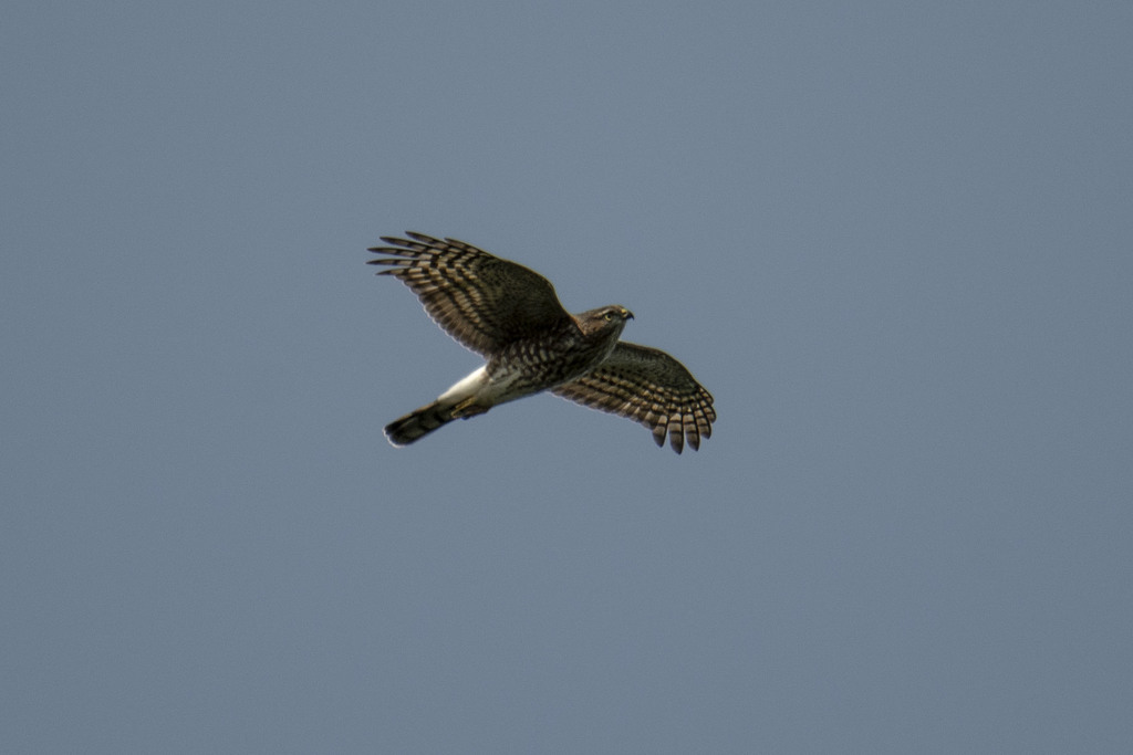 Sharpshinned Hawk from 125 Phelps Way, Pleasantville, NY 10570, USA on