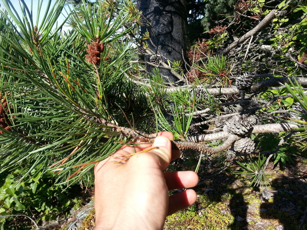 lodgepole pine from Haines, AK 99827 USA on August 09, 2017 at 0946 AM