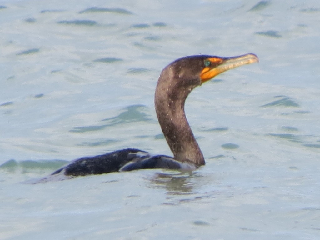 Doublecrested Cormorant from Fort Worden State Park, Jefferson County