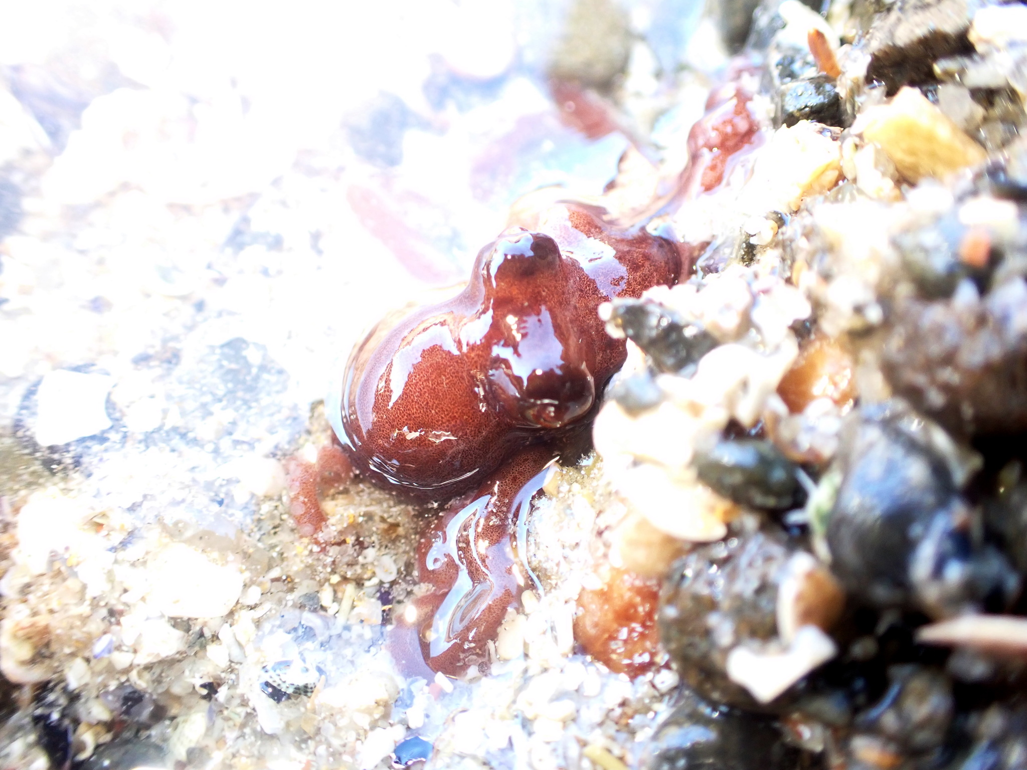 Southern Sand Octopus (Octopus kaurna) Tomahawk, Tasmania