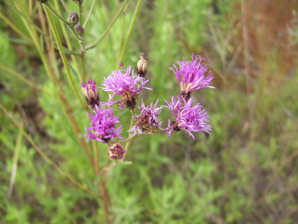 Texas ironweed (Farmerville meadow) · iNaturalist