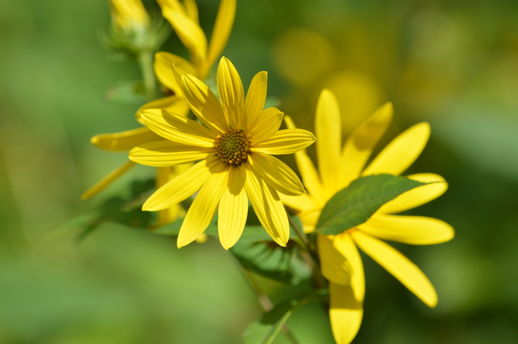 Woodland sunflower (Helianthus strumosus) (Wildflowers and Ferns of Kettle River SNA