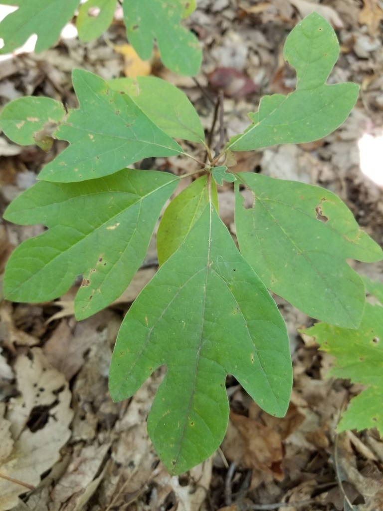 sassafras from Essex, MD 21221, USA on October 03, 2020 at 1146 AM by