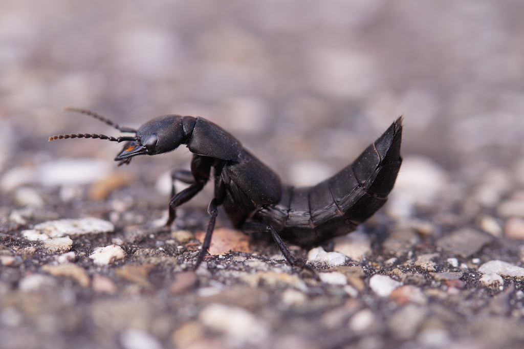 Devil's Coach Horse Beetle (Arthropods of Rosewood Nature Study Area