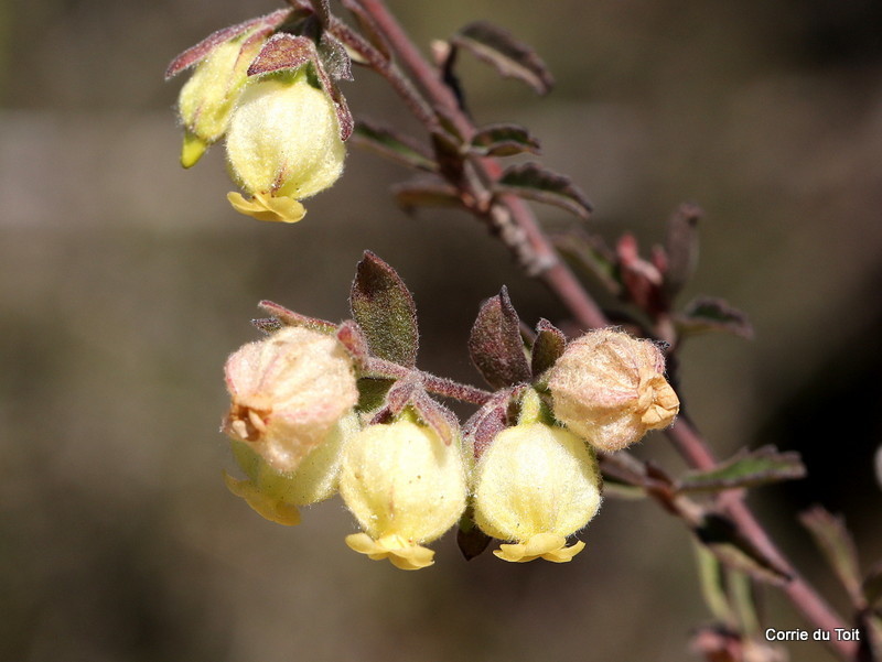 Fat Dollsrose (East Head and NSRI ) · iNaturalist