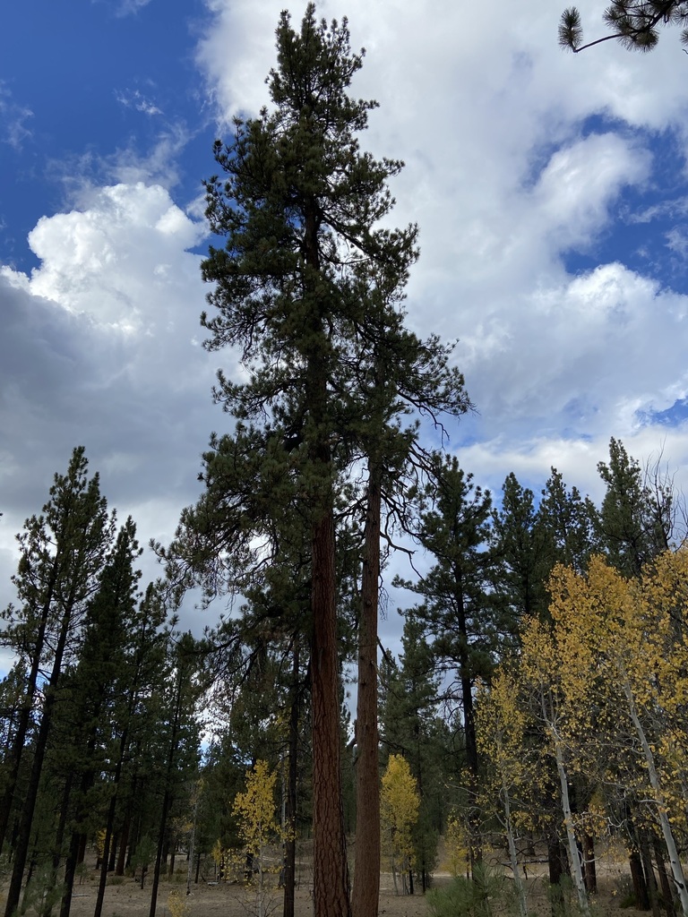 Sierra Lodgepole Pine from Ensenada, B.C., México on October 10, 2020