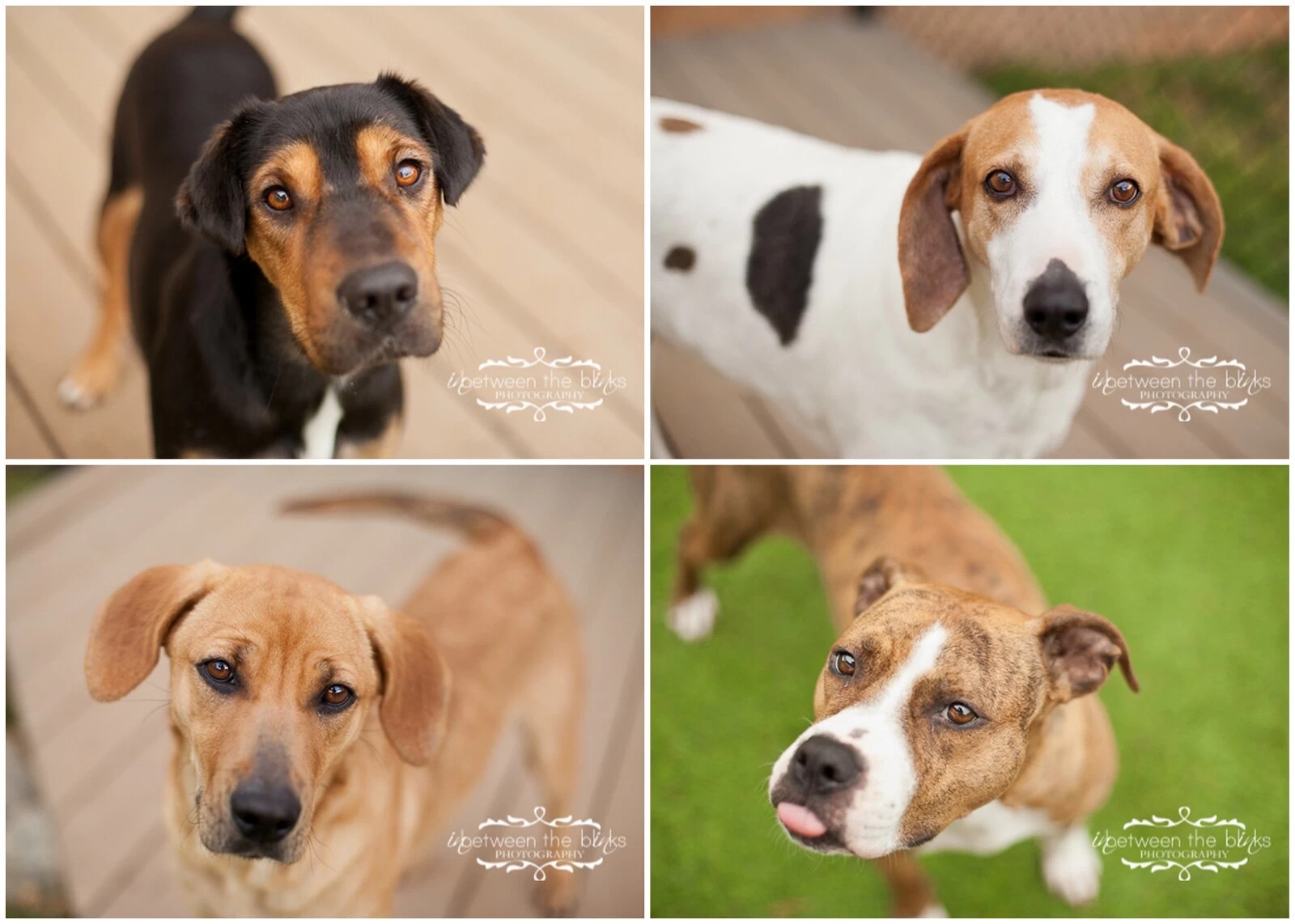 Dogs for adoption at the Wake County SPCA Raleigh dog photographer