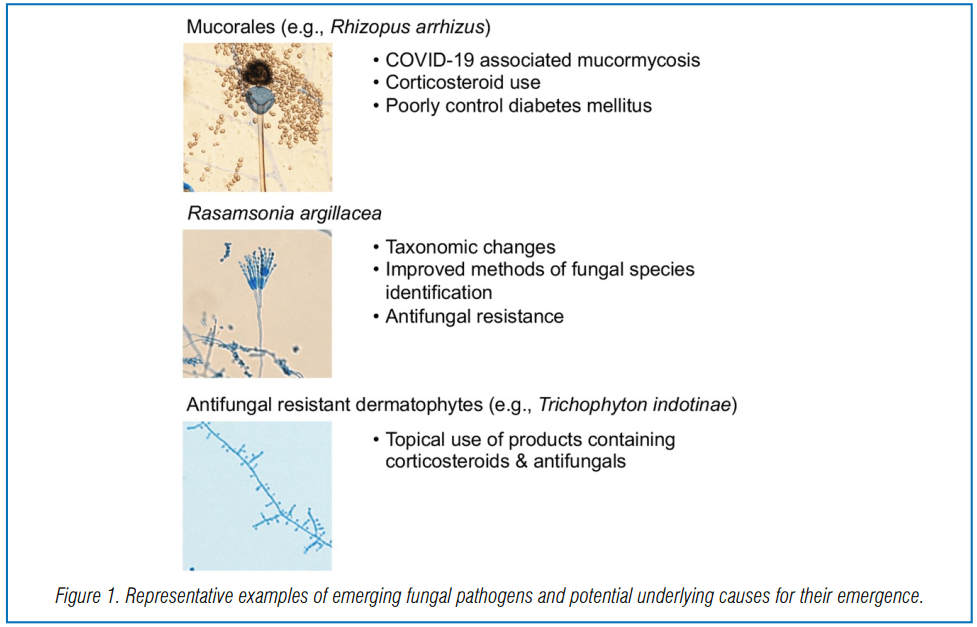 Emerging Fungal Infections New Species, New Names, and Antifungal
