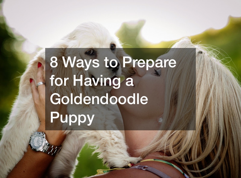 8 Ways to Prepare for Having a Goldendoodle Puppy InClue The
