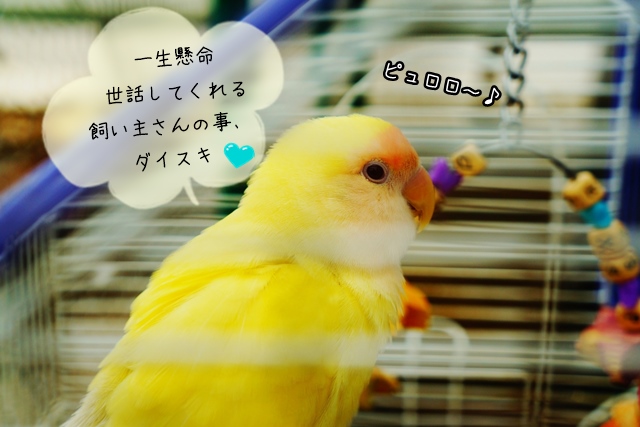 世話は簡単！？インコの日常の世話 インコの飼育法初心者の飼い方