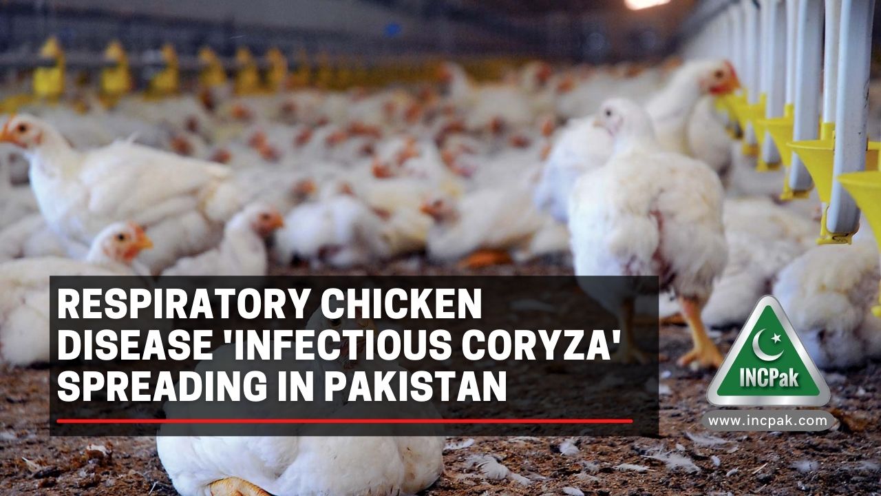 Respiratory chicken disease 'infectious coryza' spreading in Pakistan