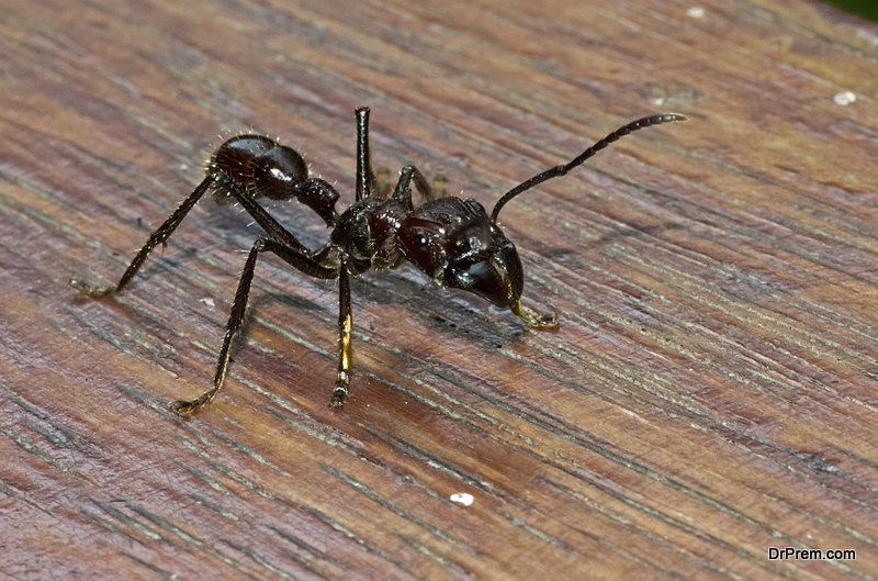 Top 10 scariest bugs in the world