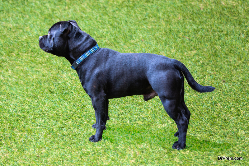 Why to opt for the Best Artificial Turf for Dogs?