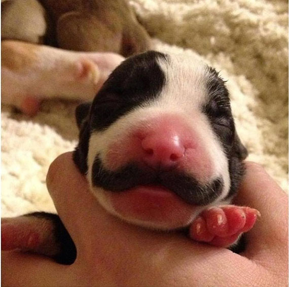 Fancy Puppy Born With A Mustache Incredible Things
