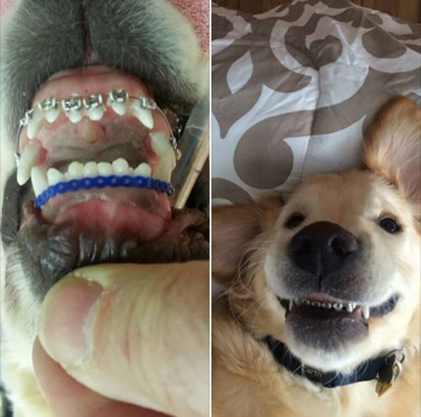 Just Look At This Dog With Braces And Try Not To Smile