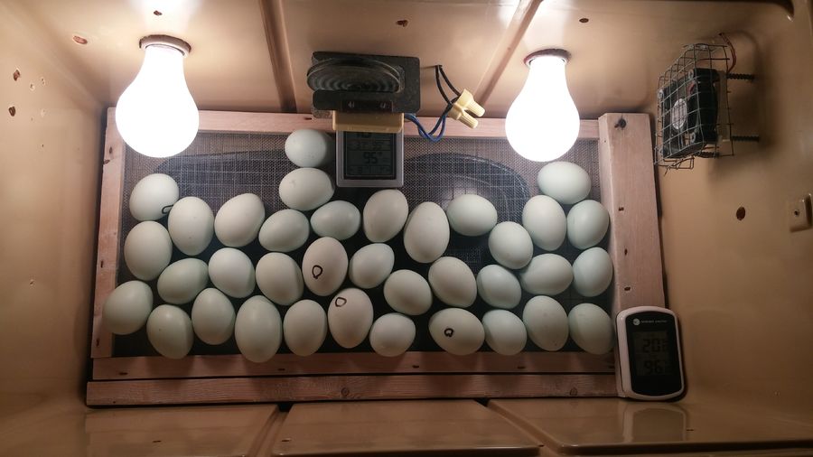 Ark egg incubator gestation monitoring societymoli