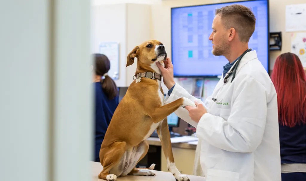 The Remuneration Question Evaluating Relief Veterinarian Salary Rates
