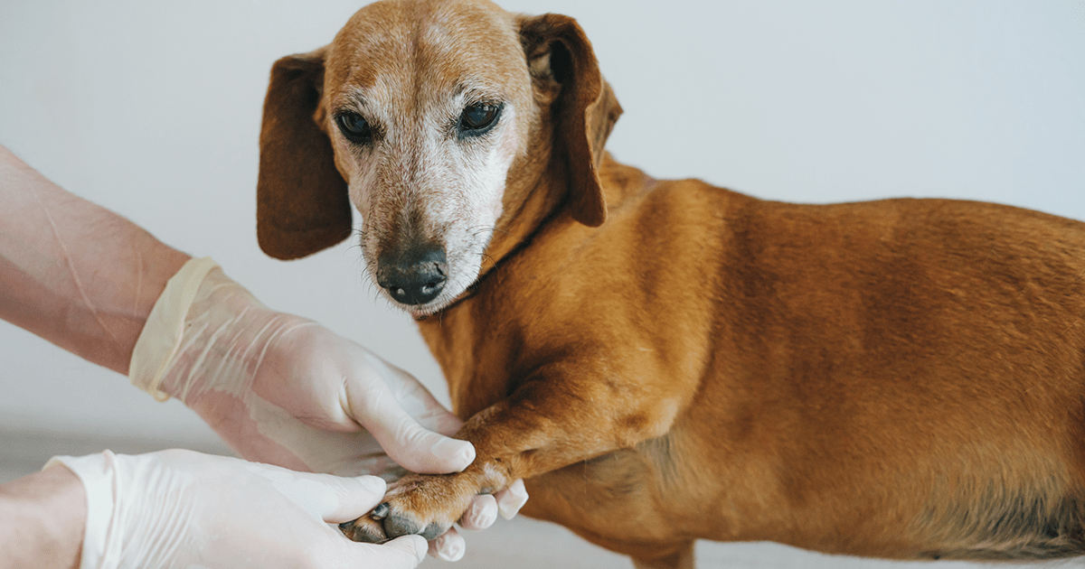 Joint care options for osteoarthritis in dogs and cats IndeVets