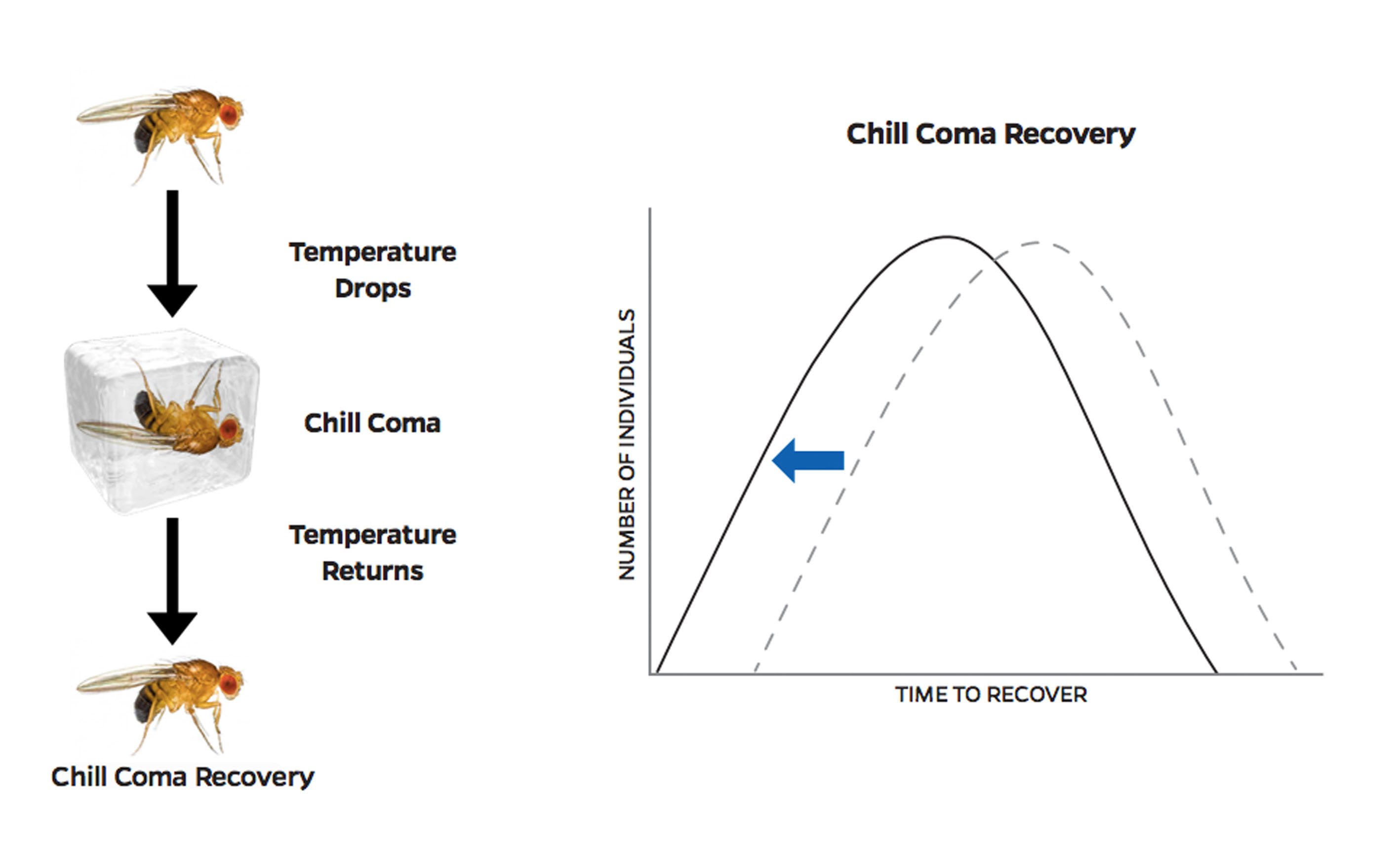 Teaching climate change and rapid evolution the case of the comatose