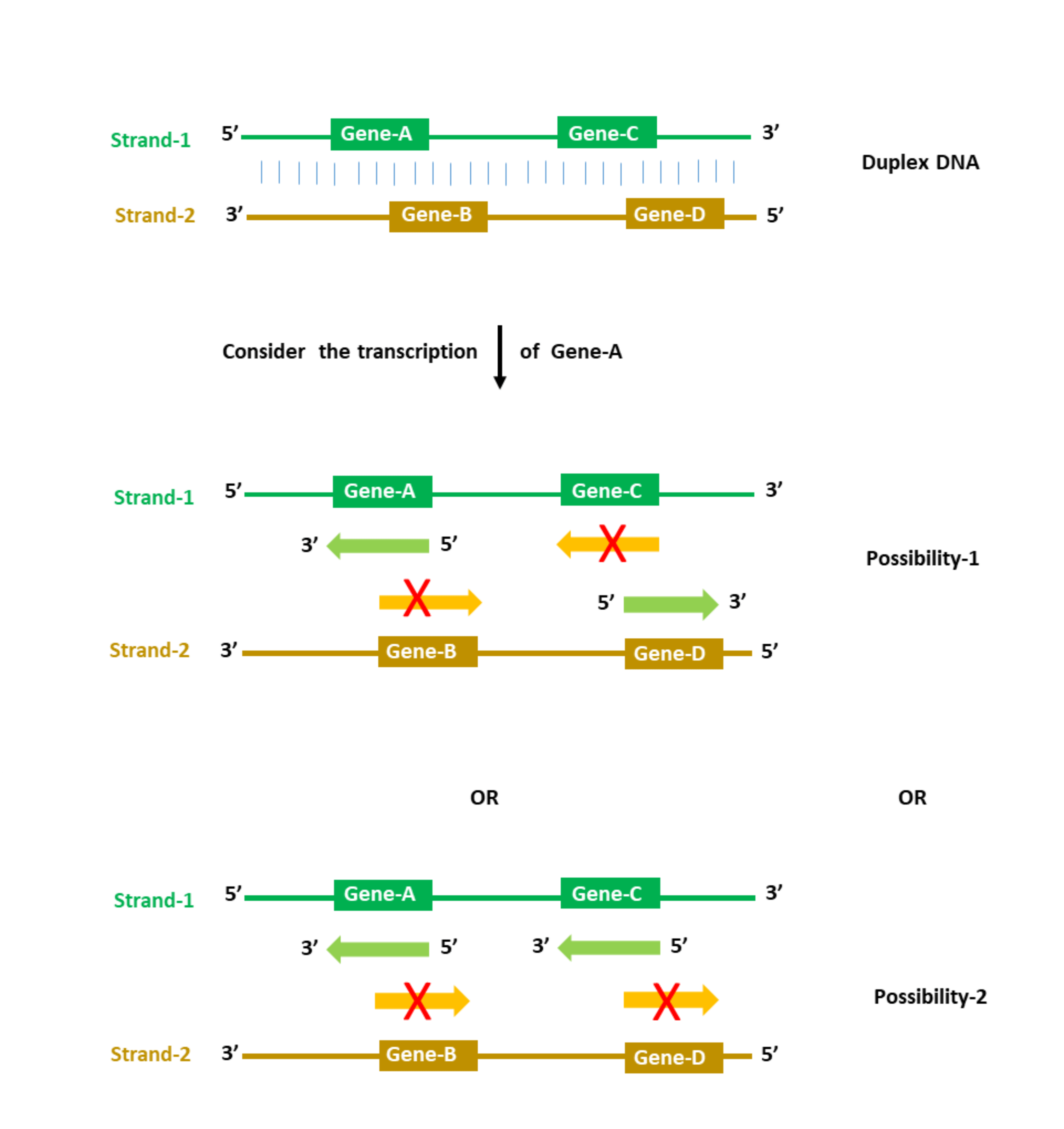 Common misconceptions in biology Making sense of the sense and
