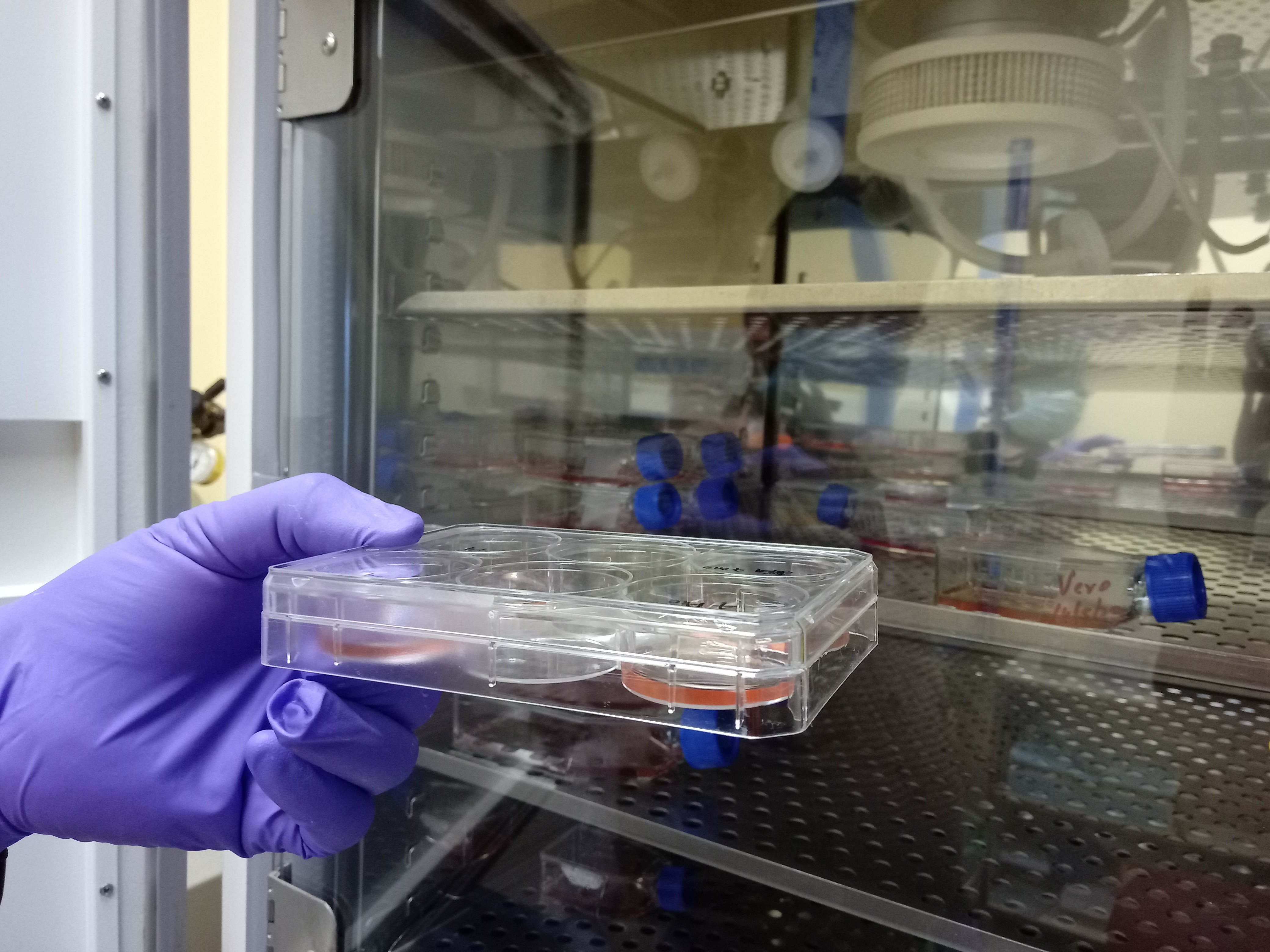 Inside a lab growing coronavirus IndiaBioscience