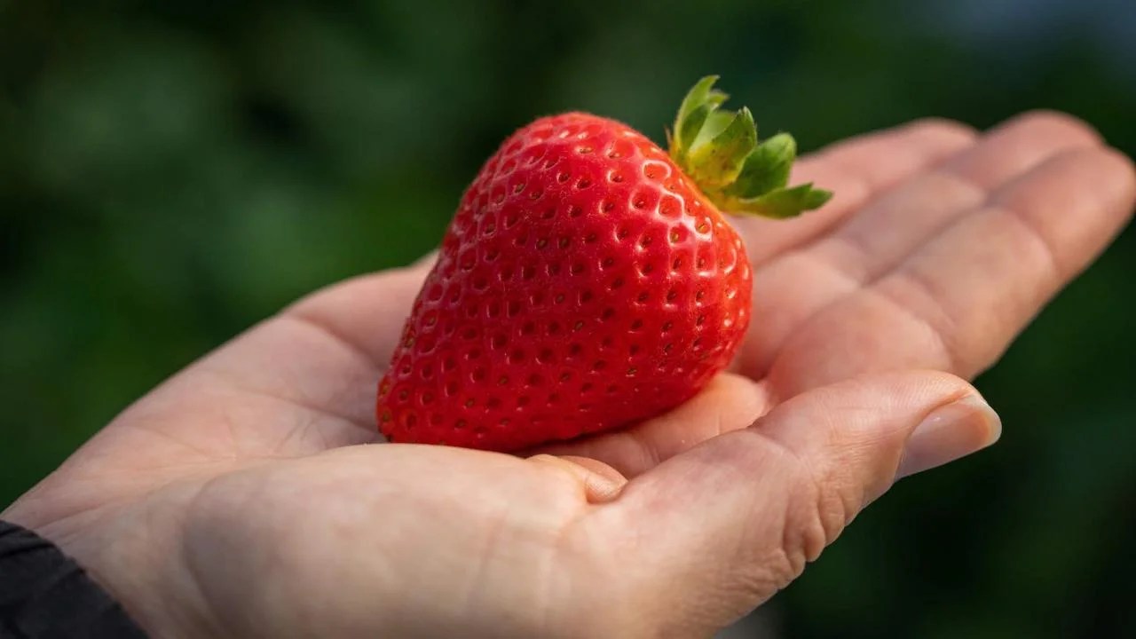 University of California, Davis Releases 5 Strawberry Varieties