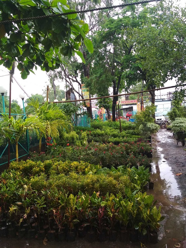 Green Rose Plants Hub India Gardening Directory