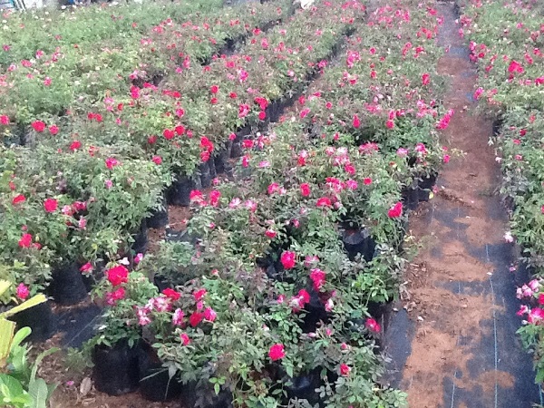 Karuna Nursery Garden India Gardening Directory