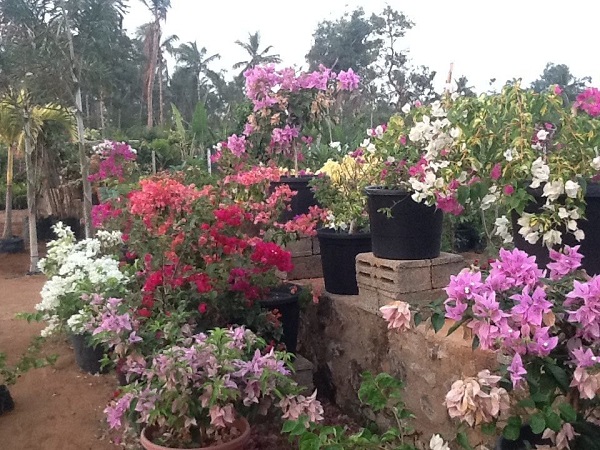 Karuna Nursery Garden India Gardening Directory
