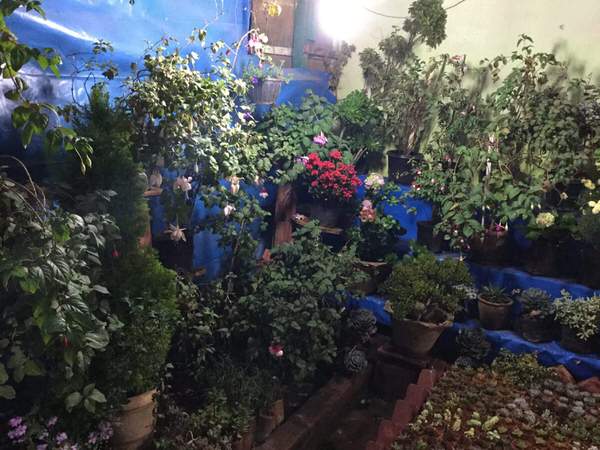 Sri Sathya Nursery India Gardening Directory