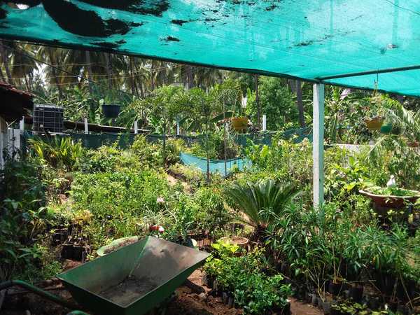 Anantham Nursery Garden India Gardening Directory