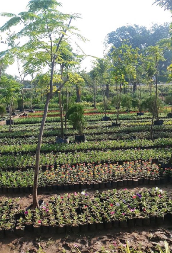 Pooja Nursery (Madhuvan Vatika) India Gardening Directory