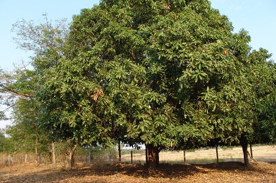 9 Deep Rooted Trees in India Trees With Deep Roots India Gardening