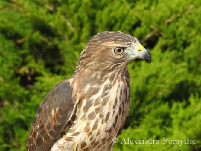 BroadWinged Hawk Indiana Audubon