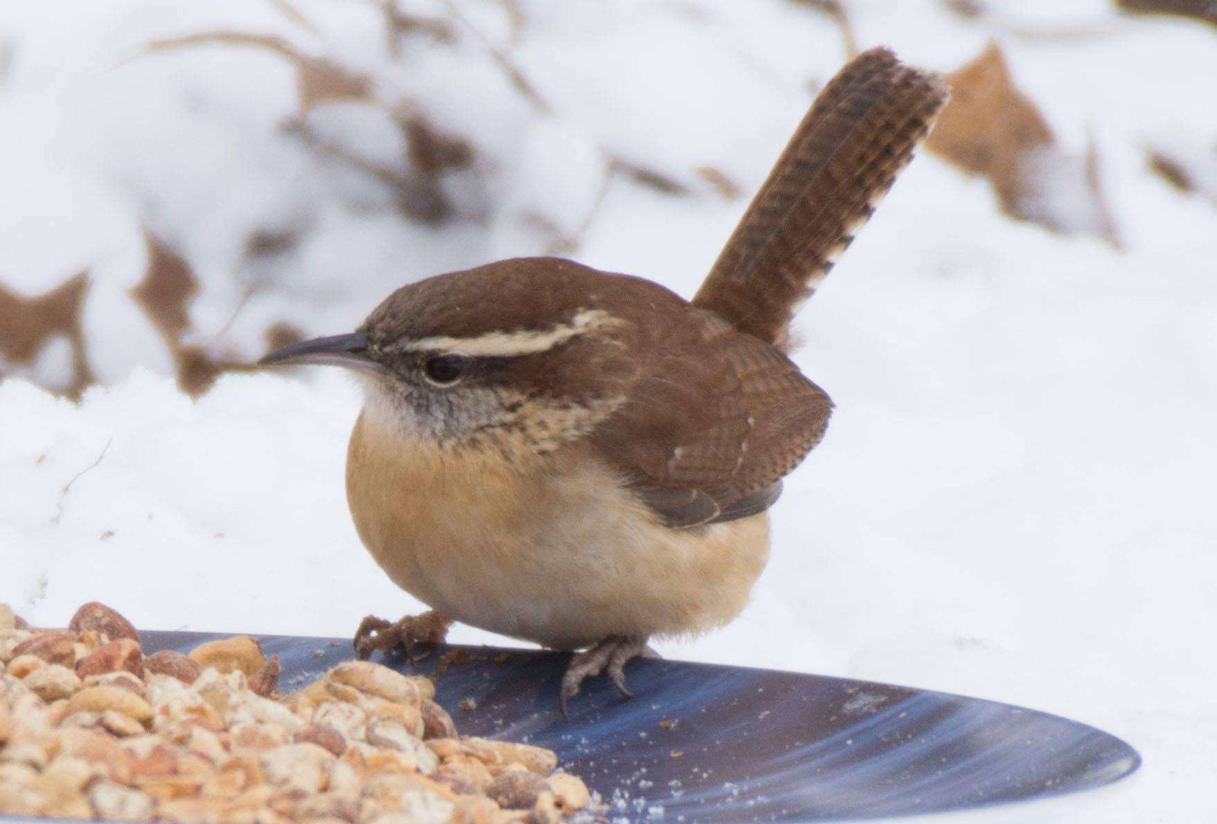 Carolina Wren Indiana Audubon
