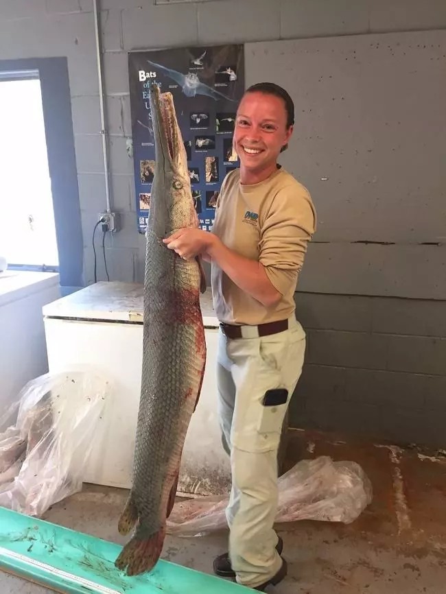 Bow fisherman nabs rare alligator gar in Indiana’s White