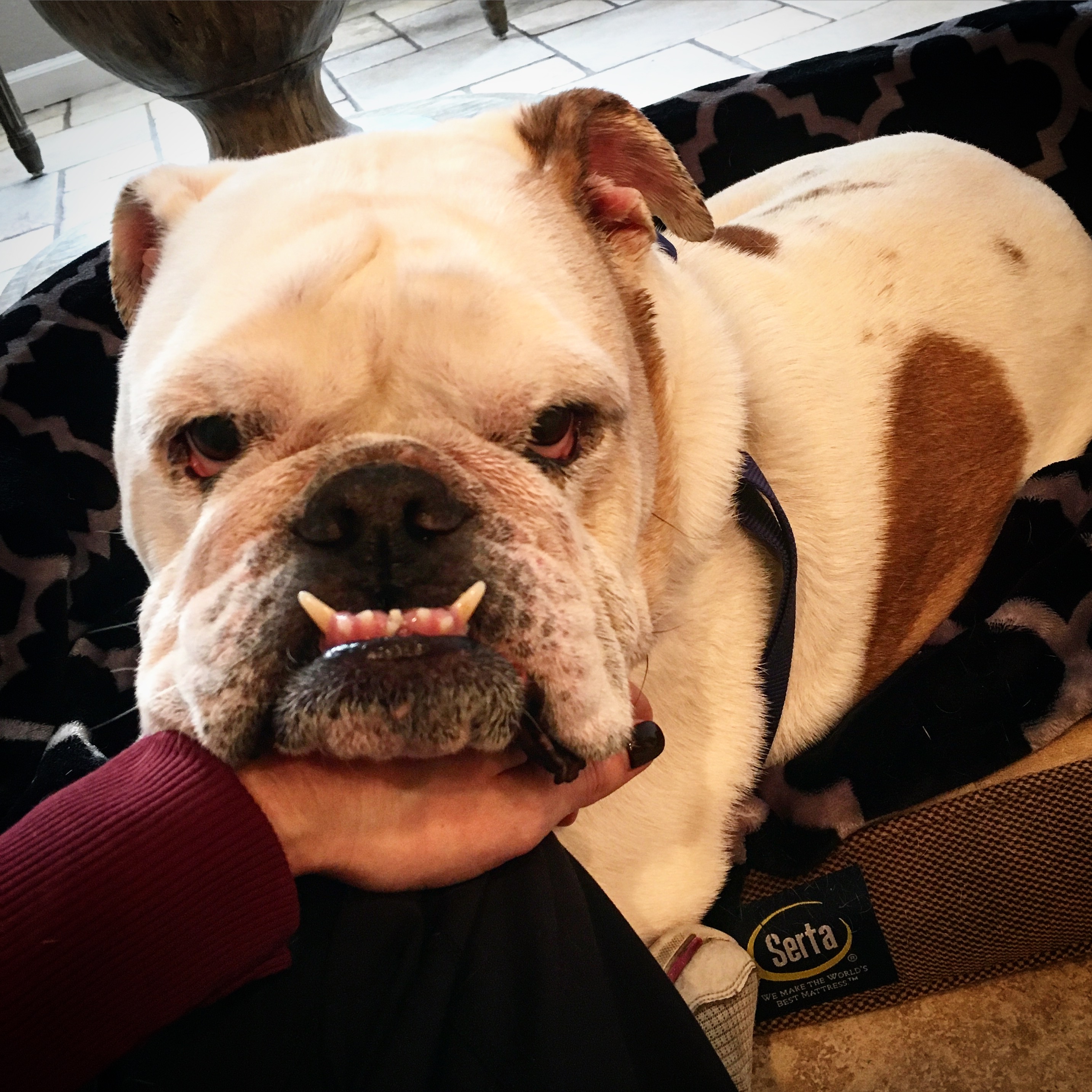 Indiana Bulldog Rescue sammy