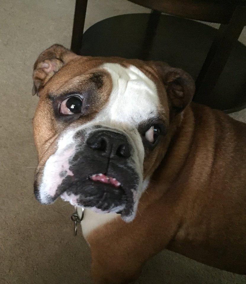 39+ English Bulldog Rescue Indianapolis Pic Bleumoonproductions