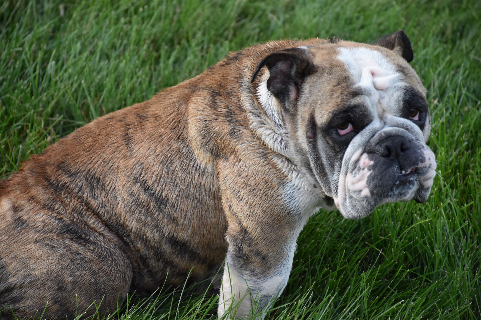 53+ Bulldog Puppy Indiana Photo Bleumoonproductions