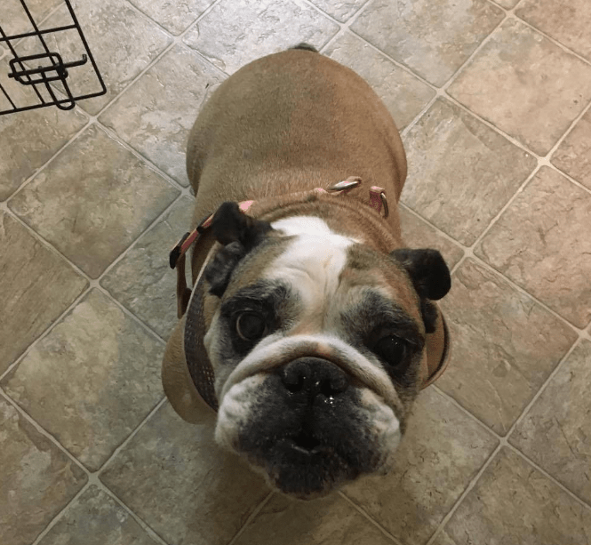 Indiana Bulldog Rescue maggie