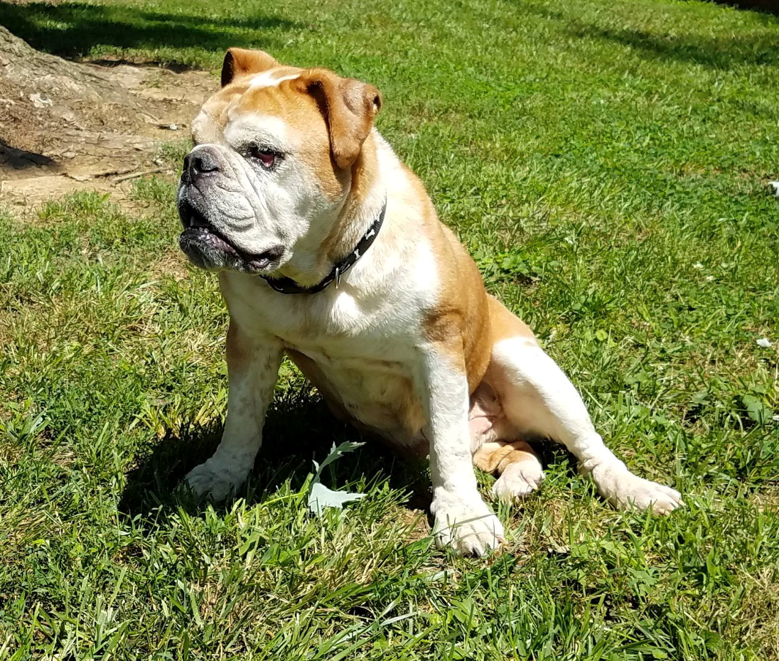 Indiana Bulldog Rescue Mack_26