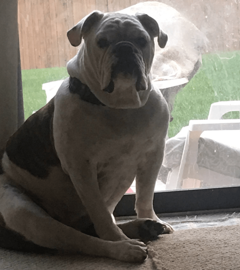 Indiana Bulldog Rescue Monroe_4