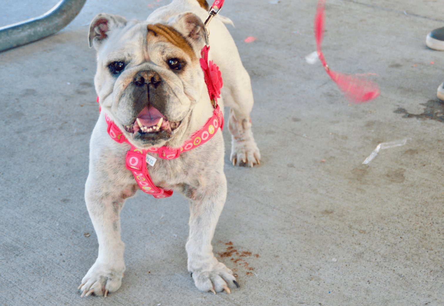 Indiana Bulldog Rescue Get Involved