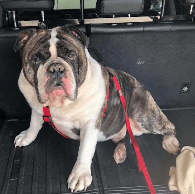 Indiana Bulldog Rescue