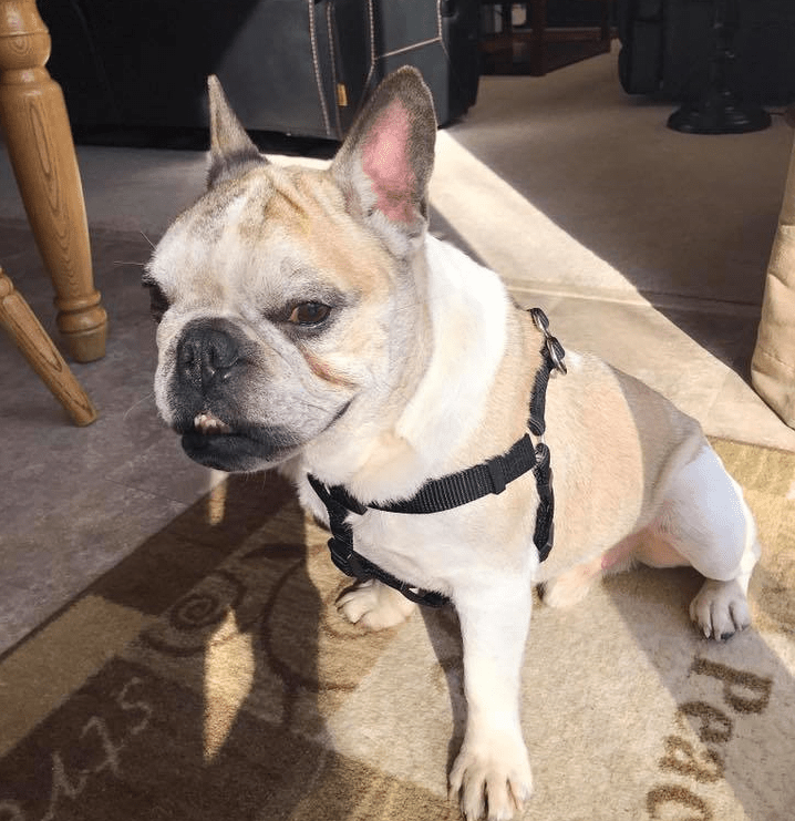 Indiana Bulldog Rescue Winston_1