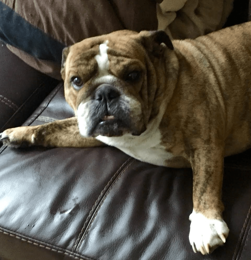 Indiana Bulldog Rescue Bailey
